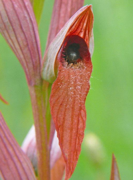 Serapias vomeracea con inquilino